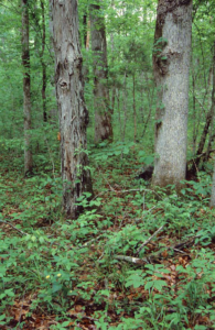 Hickory Tree In Virginia