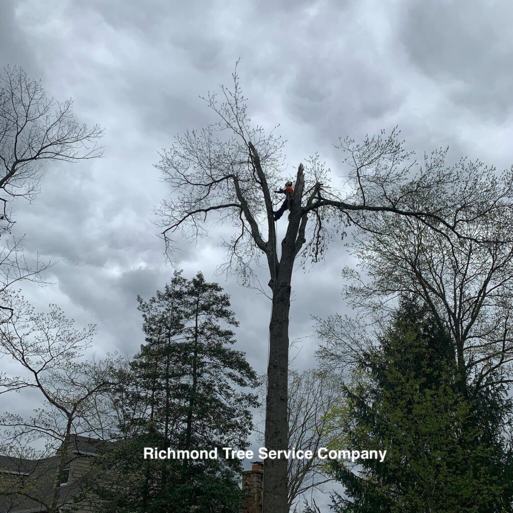 Richmond VA Tree Removal