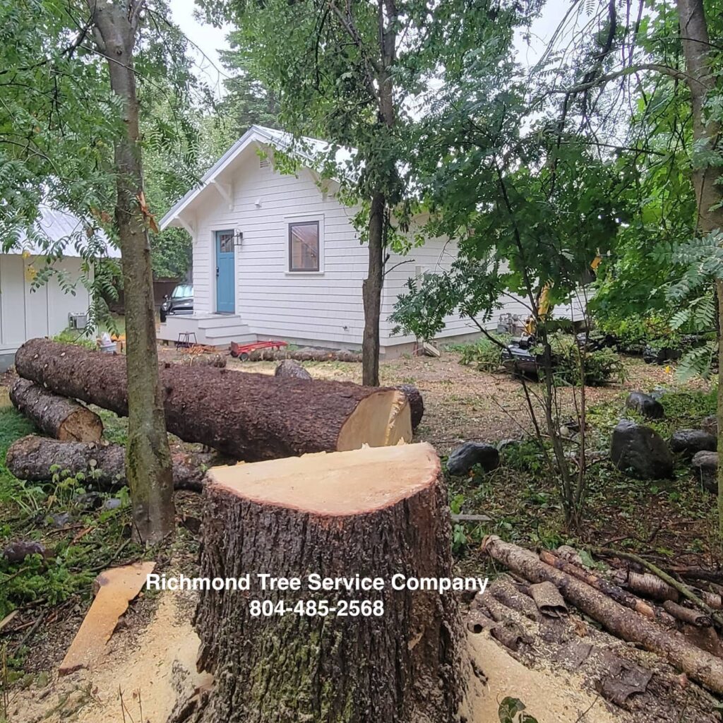 Tree removal Richmond VA