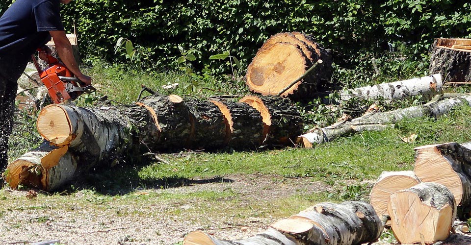 tree removal richmond